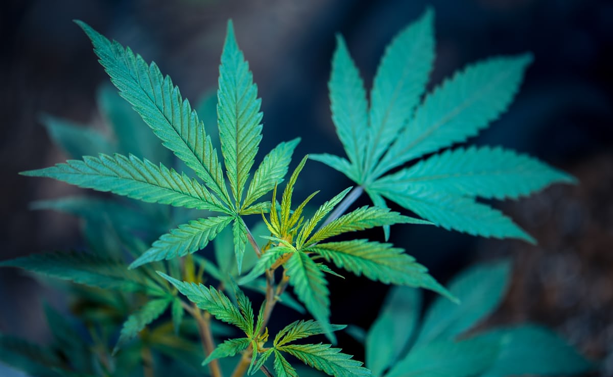 Bongily grow log preview